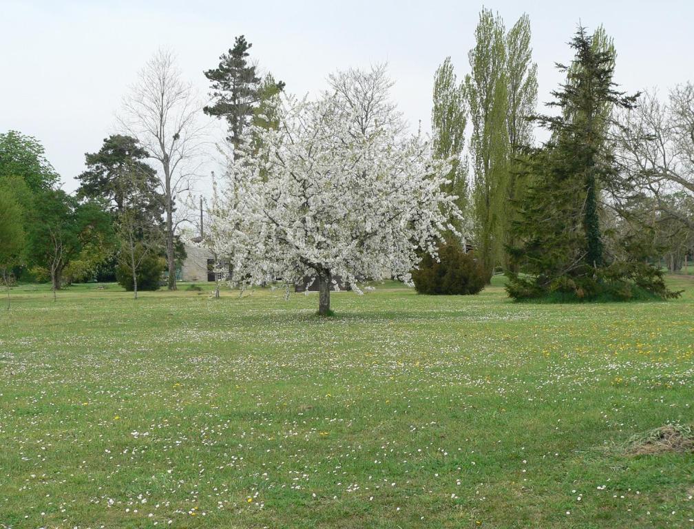 La Bribaudonniere Bed and Breakfast Saint-Palais-de-Phiolin Exteriör bild